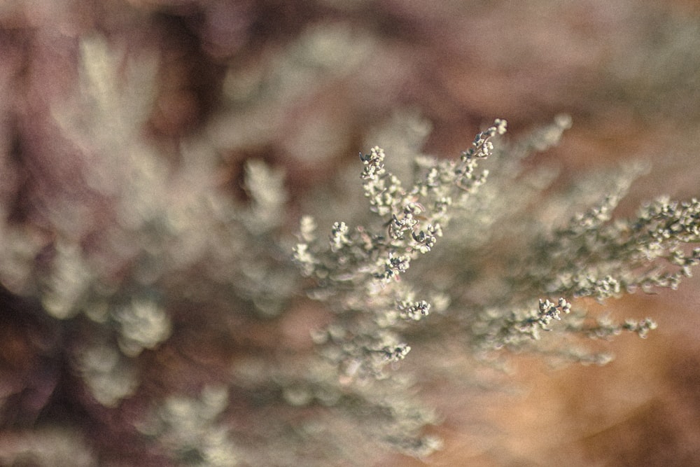 a close up of a plant