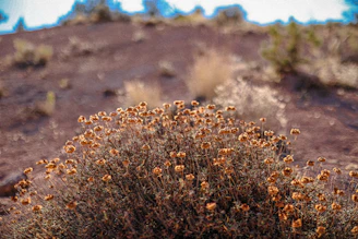 Close-up of desert soil and native plants in Dateland.