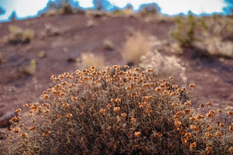 A close-up of a desert flower blooming against a backdrop of sand dunes at sunrise.