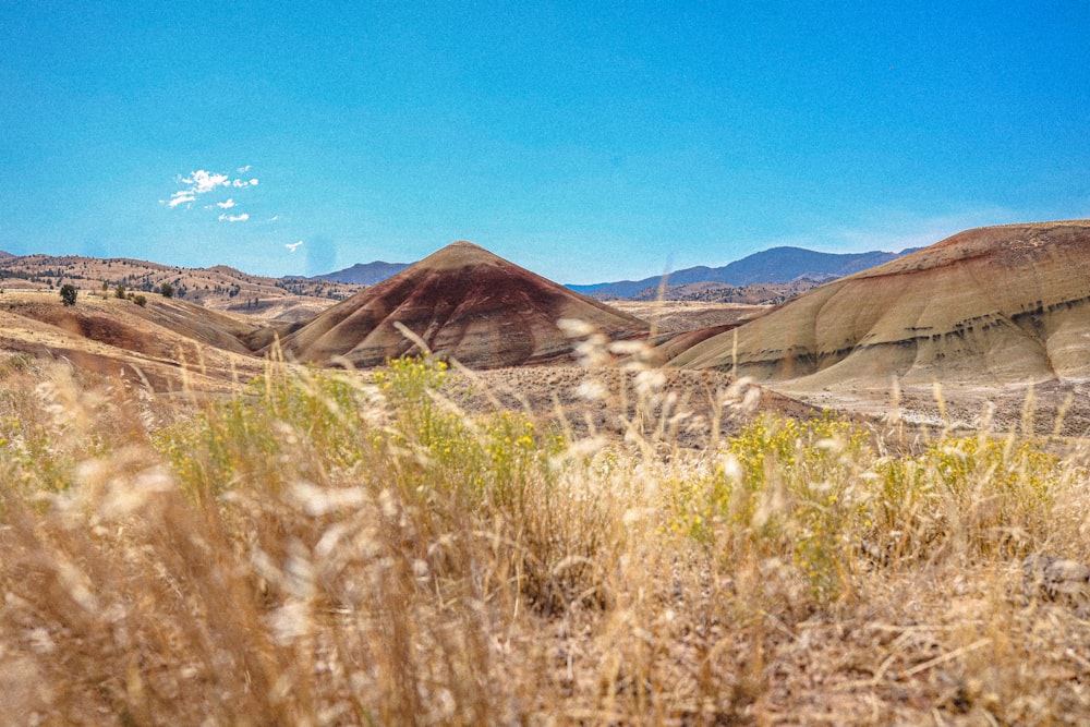 a grassy field with mountains in the background