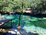 a pool of water with a tree and rocks and trees around it
