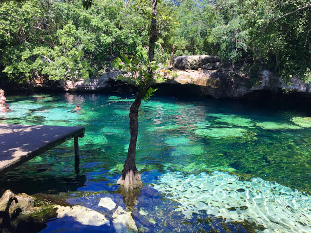 a pool of water with a tree and rocks and trees around it