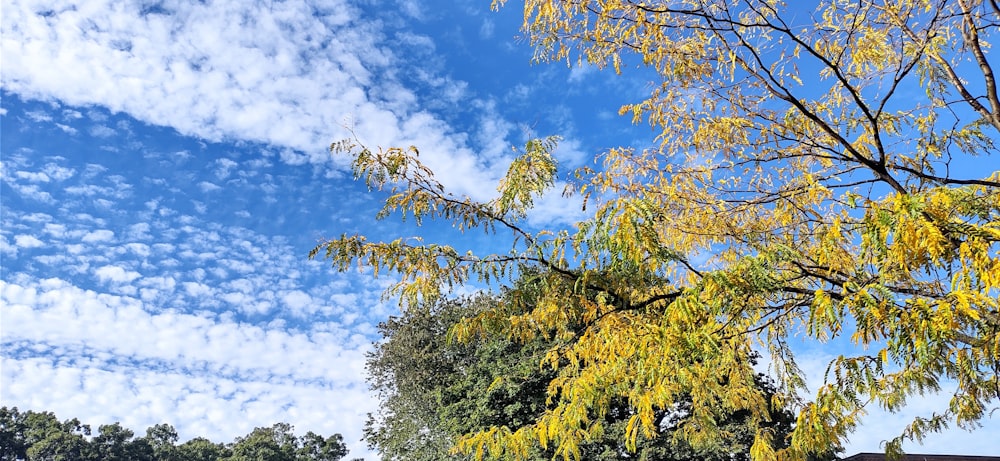 a tree with yellow leaves