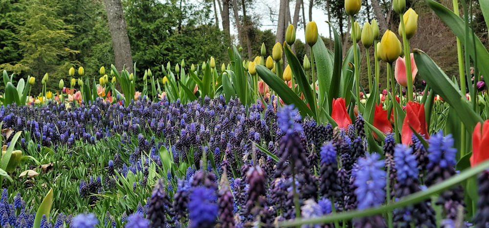 um jardim de flores coloridas