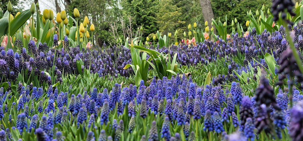 a garden of purple flowers