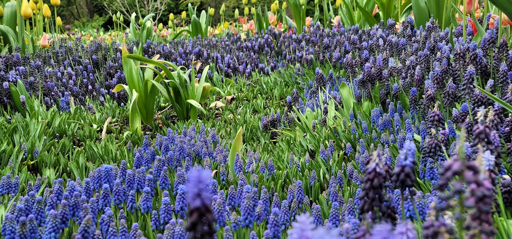 a field of flowers