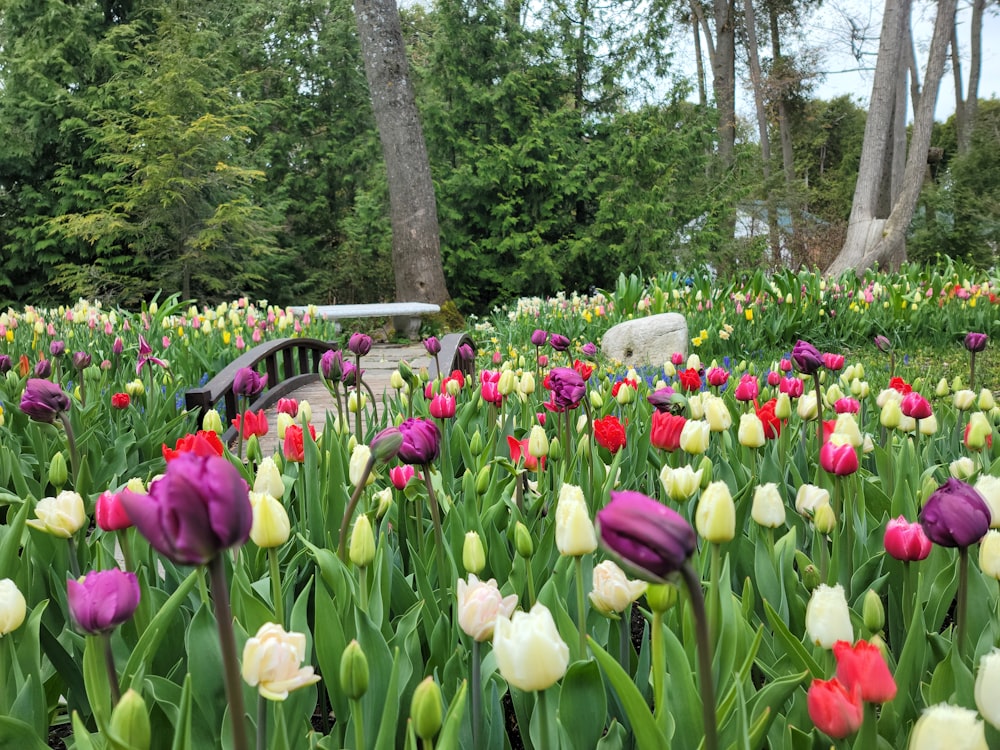 a field of colorful flowers