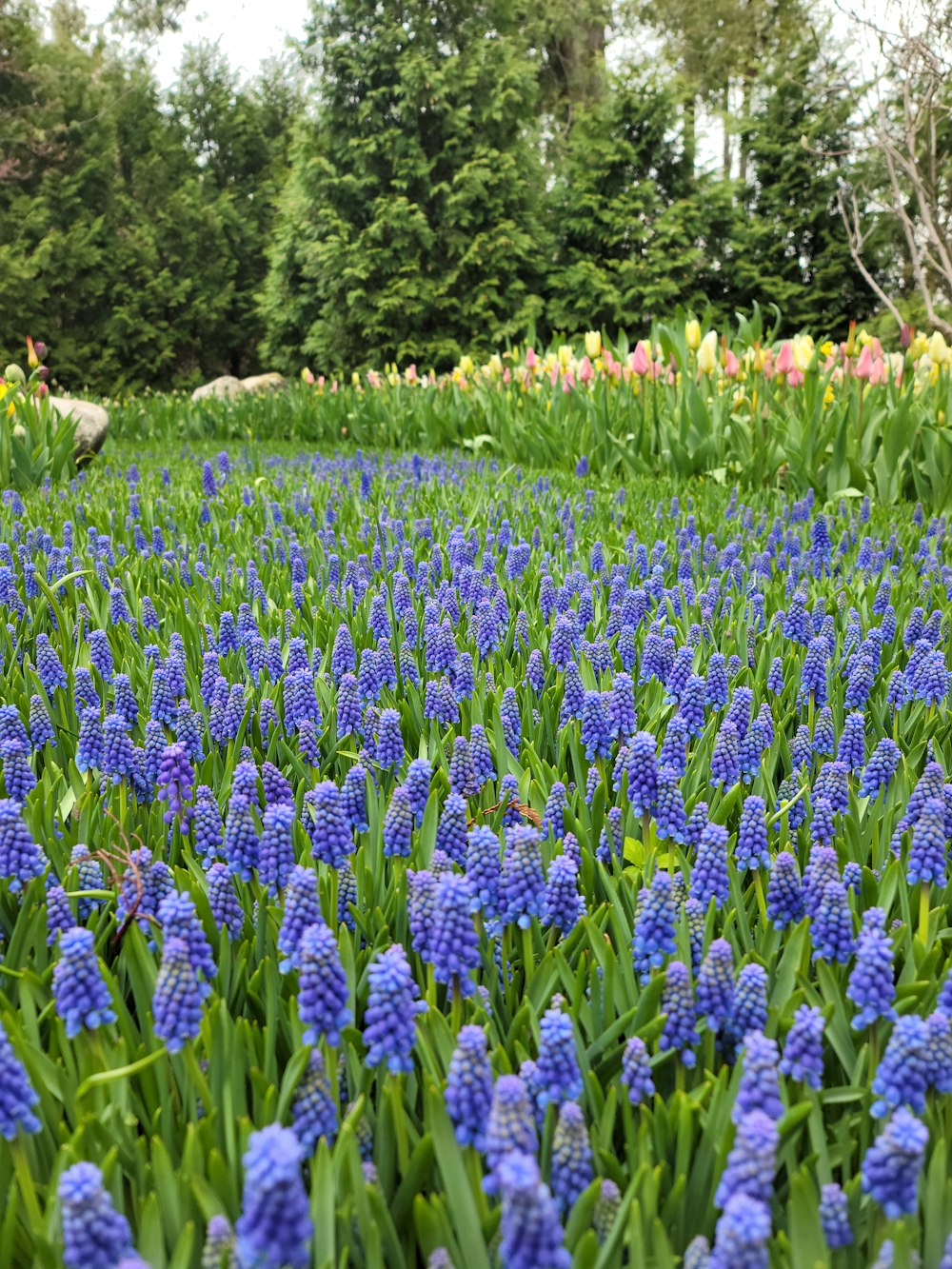 a field of flowers