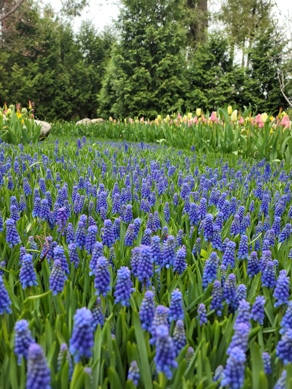 Un campo de flores