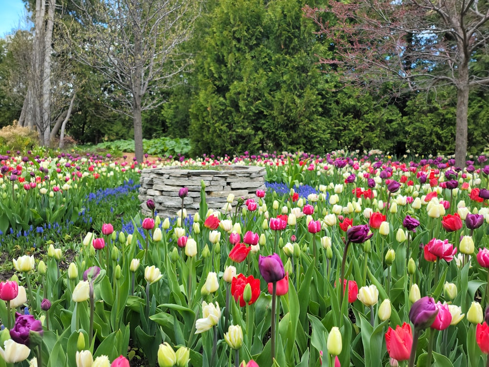 a garden of colorful flowers