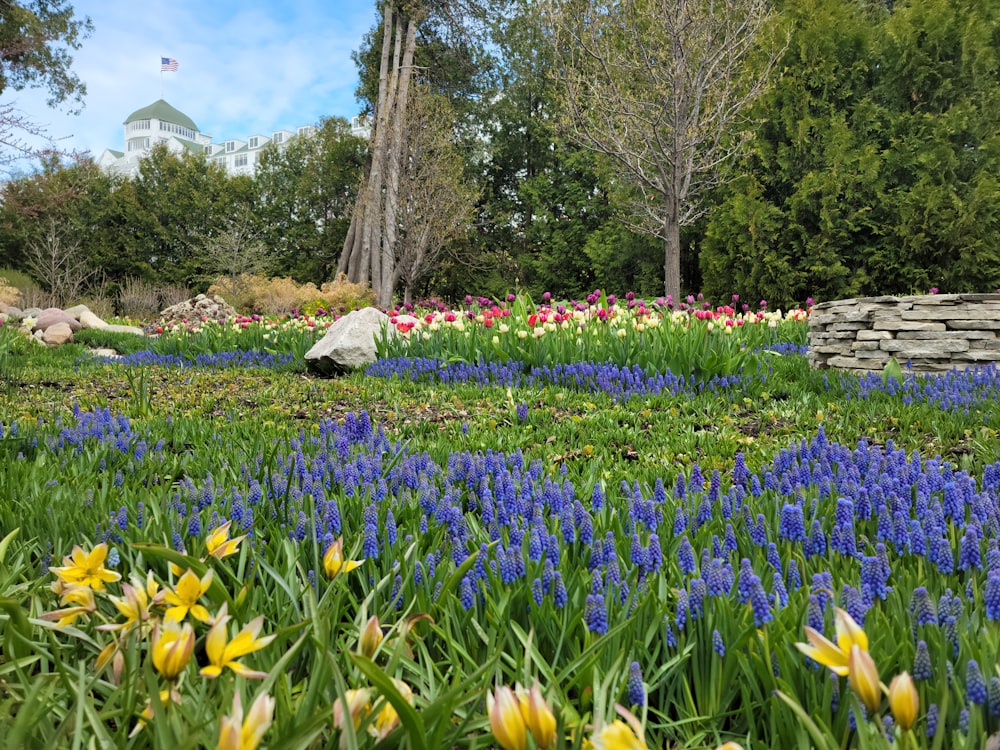 a garden of flowers