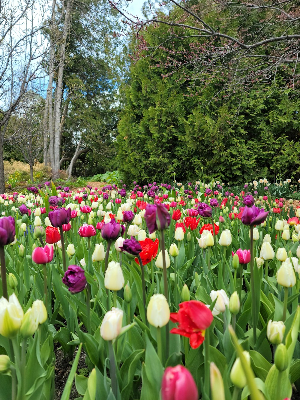 a field of colorful flowers