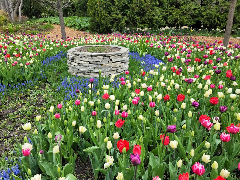 a field of flowers