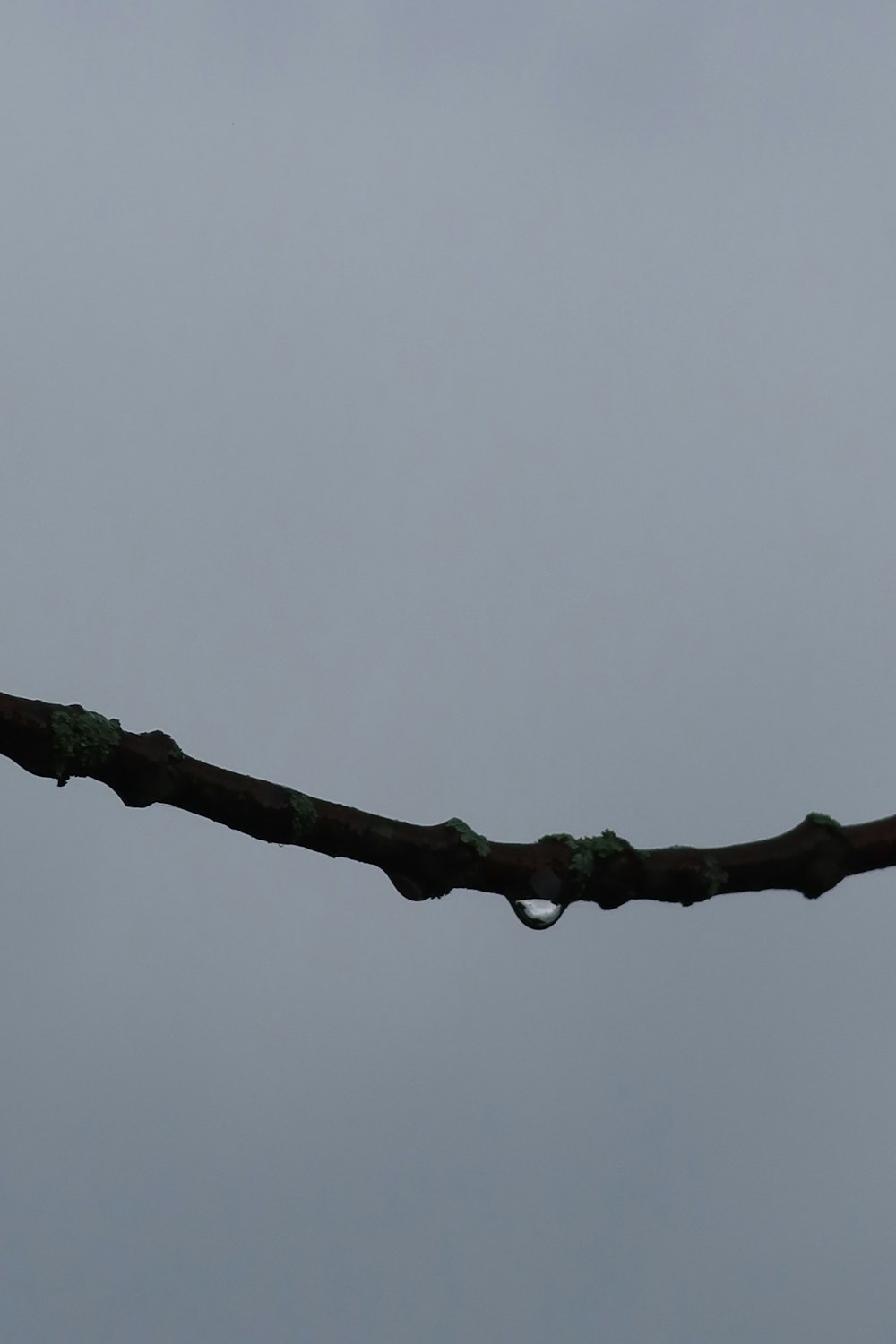 a tree branch with water on it