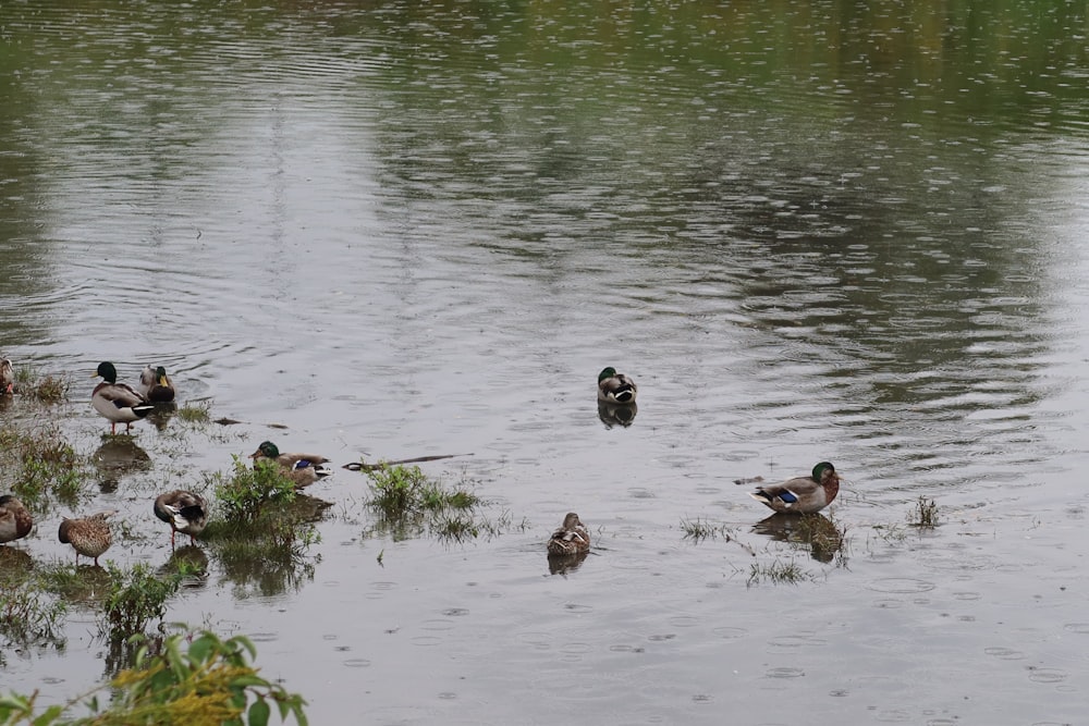 ducks swimming in water
