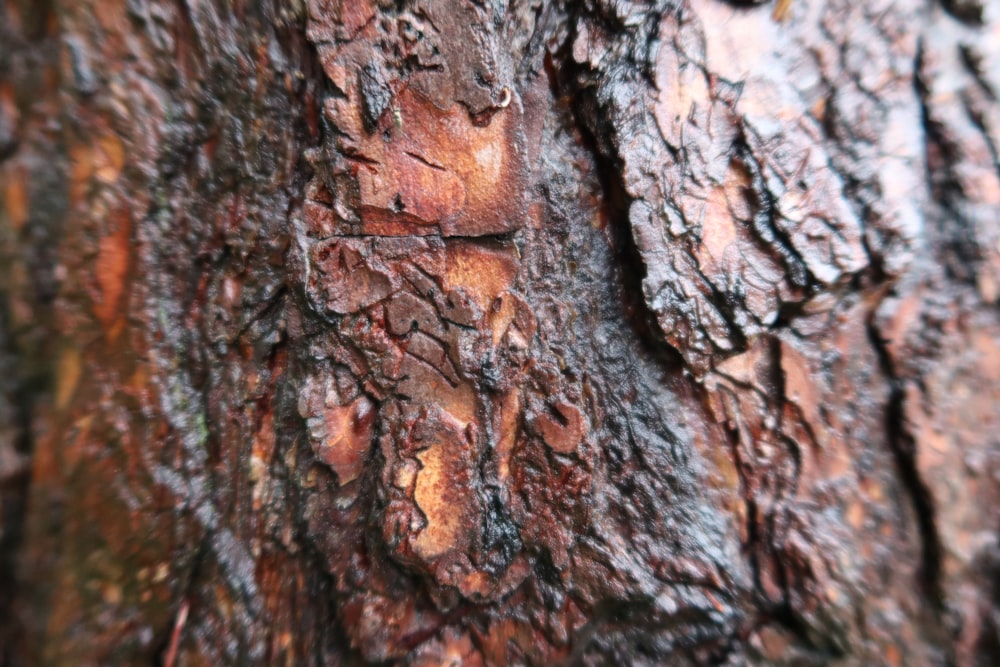 a close up of a tree bark