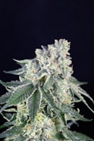 Close-up of vibrant cannabis buds with frosty trichomes glistening under soft light.