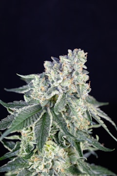 A close-up view of a cannabis plant showcasing dense clusters of frosty trichomes and vibrant green leaves on a dark background.
