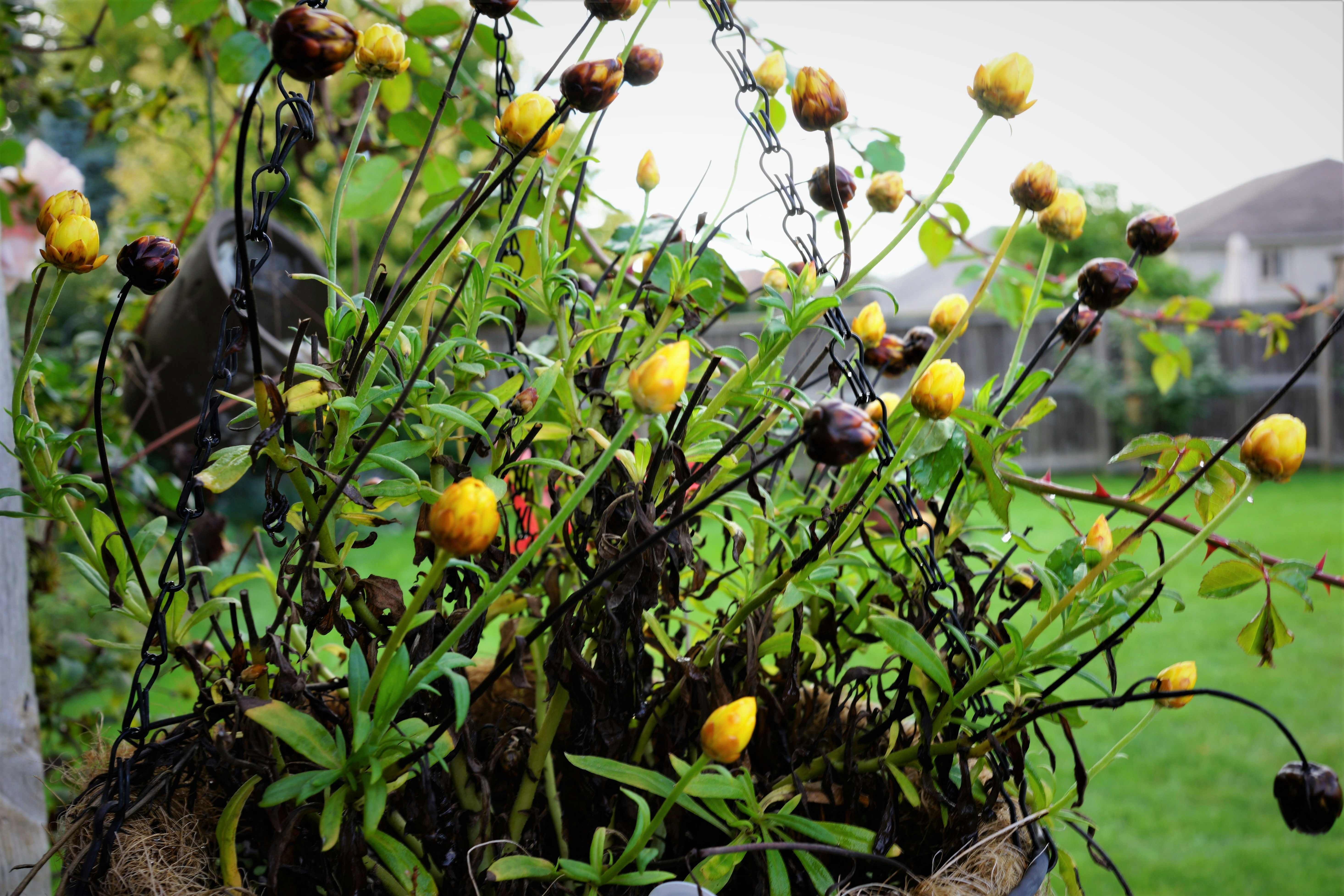 a tree with fruits on it