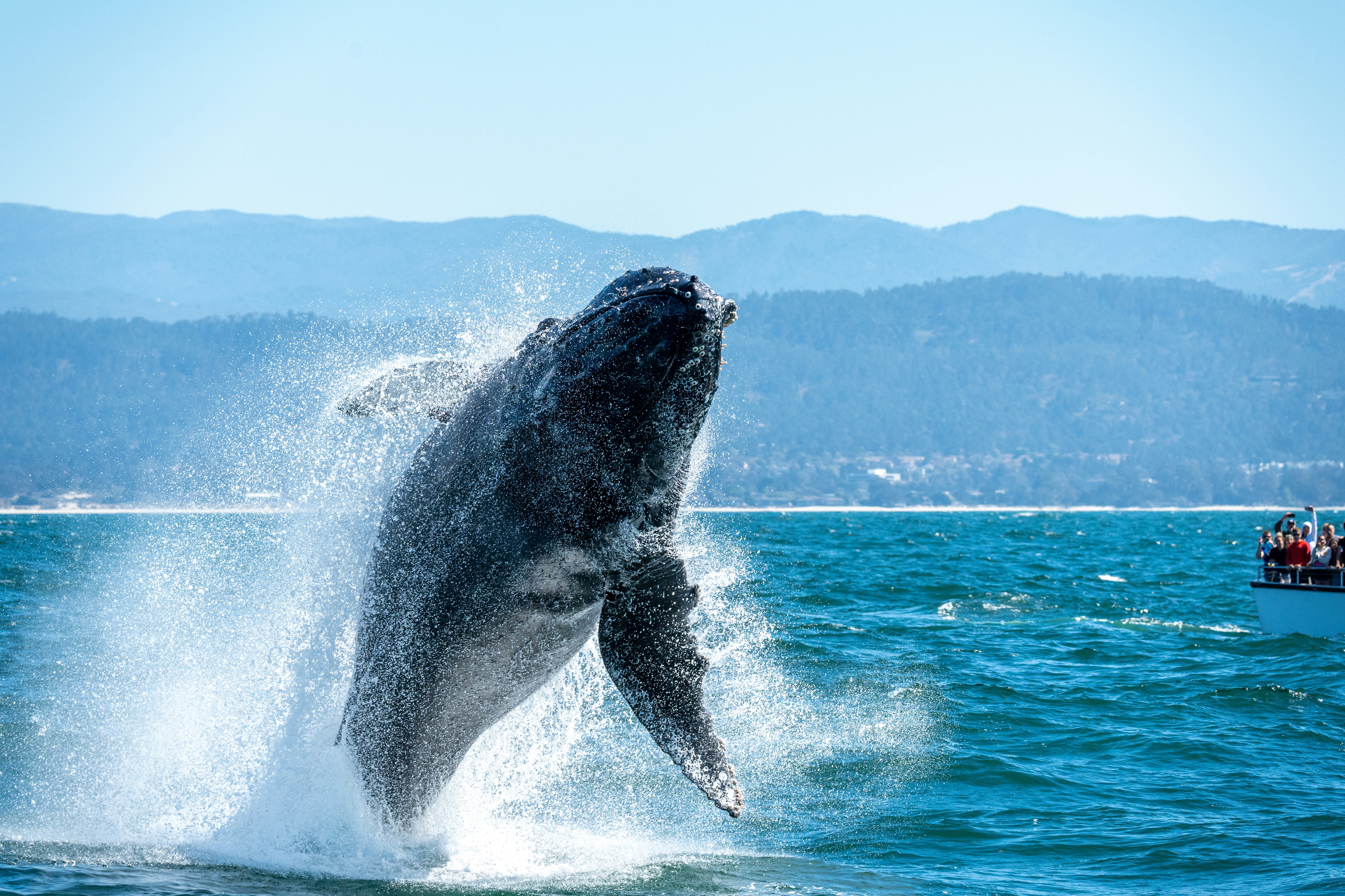 a whale jumping out of the water