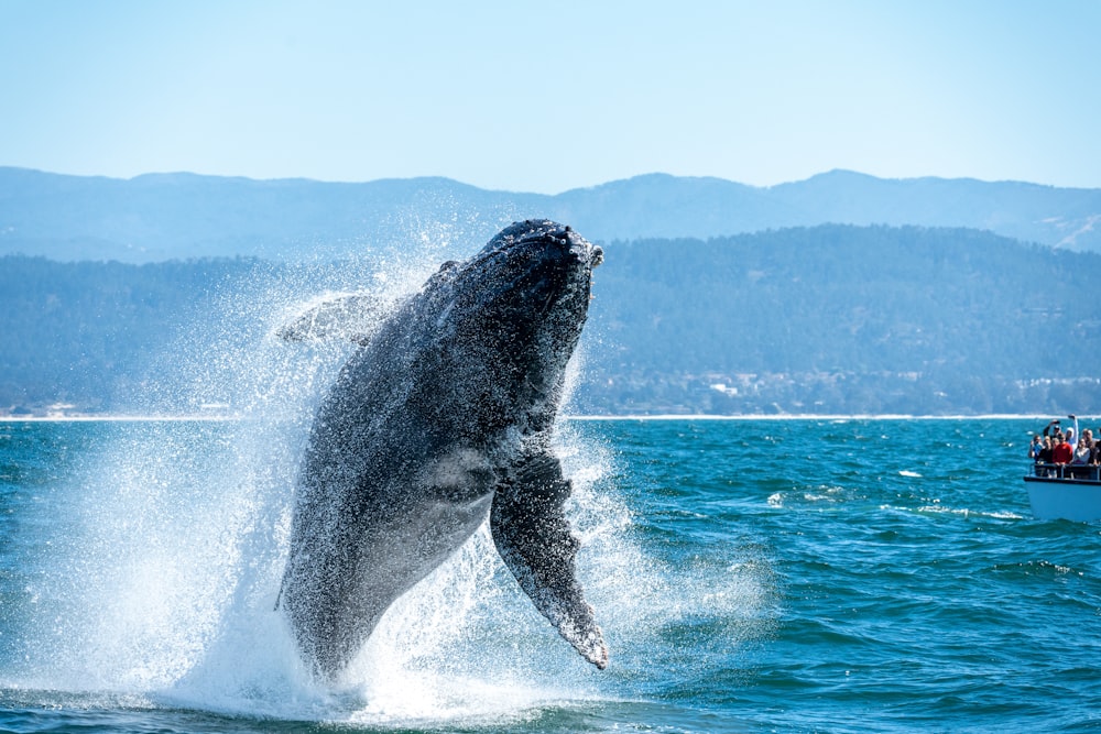 a whale jumping out of the water