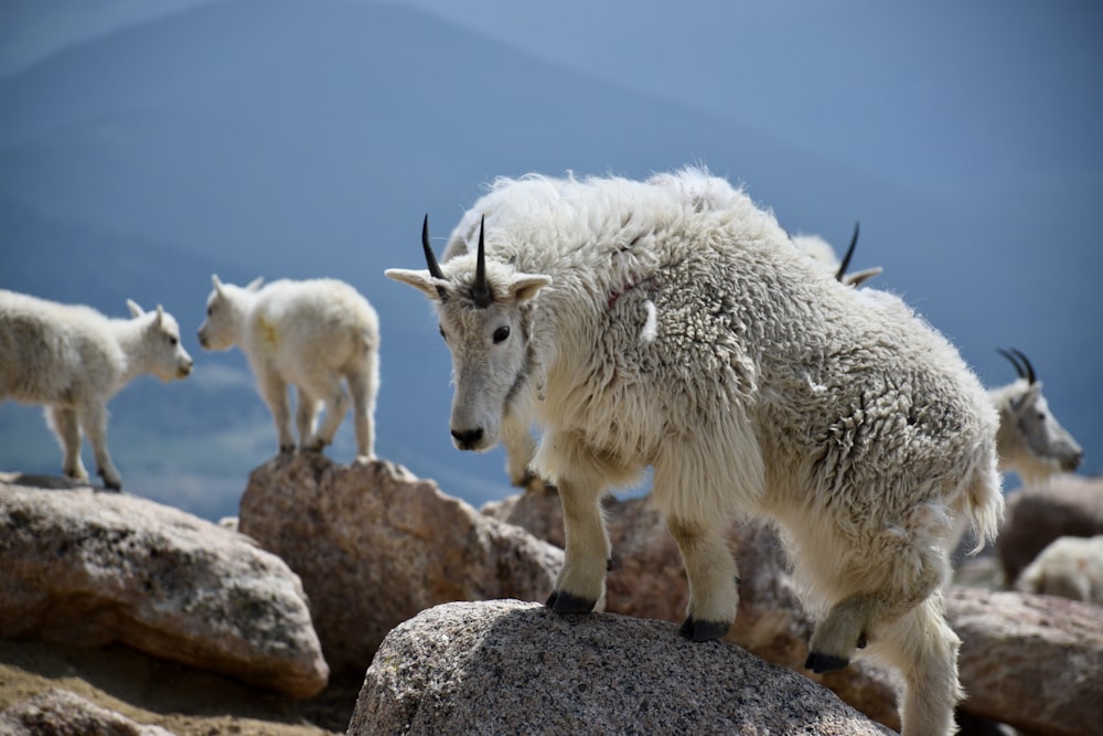 a group of goats on rocks