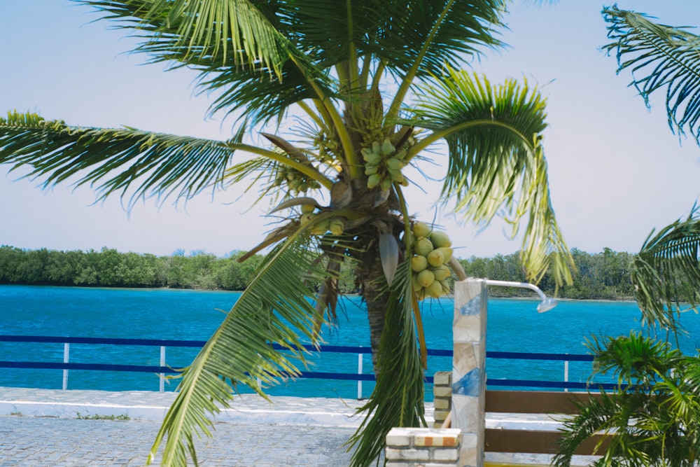 Un palmier sur une plage