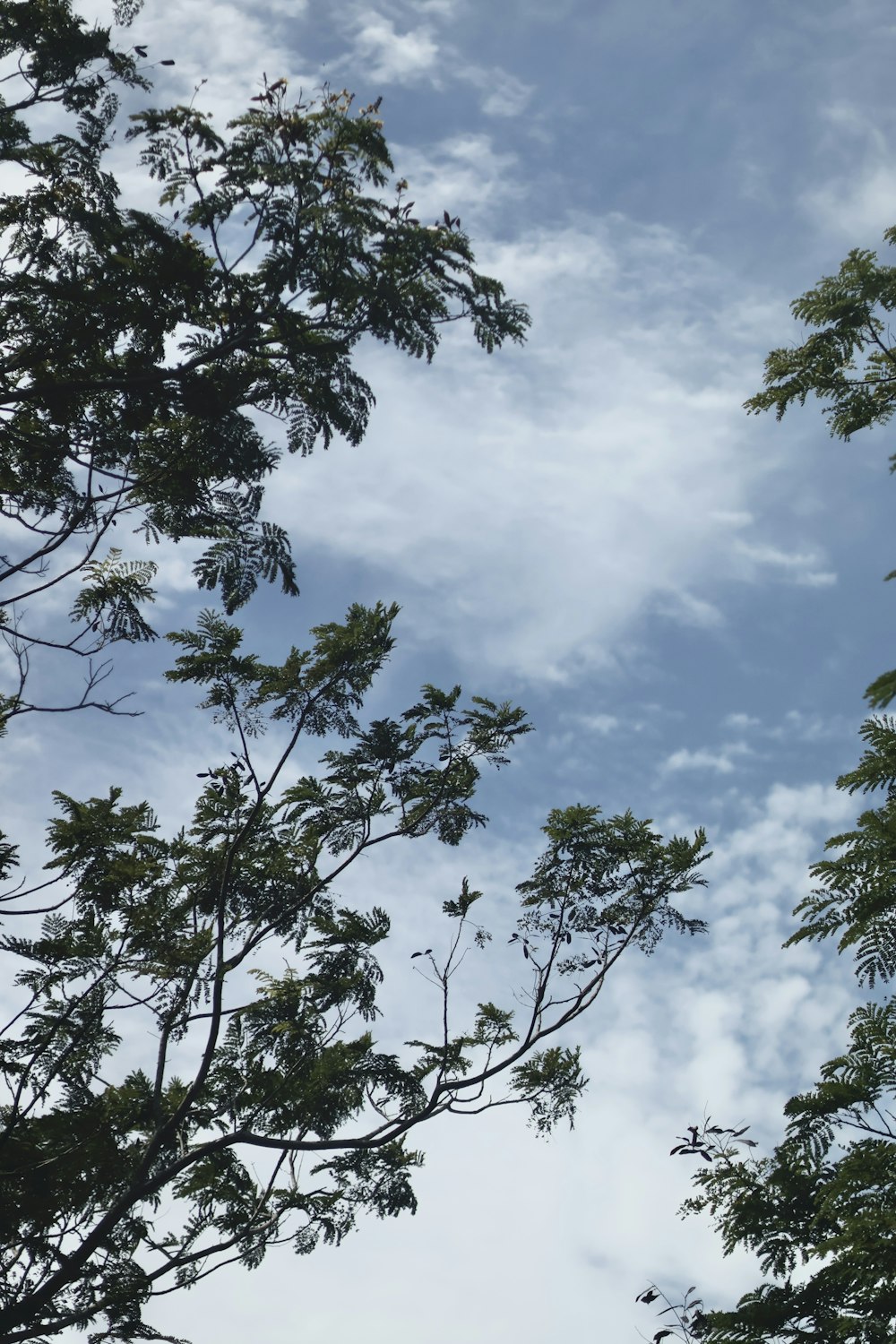 Regarder les arbres et le ciel bleu