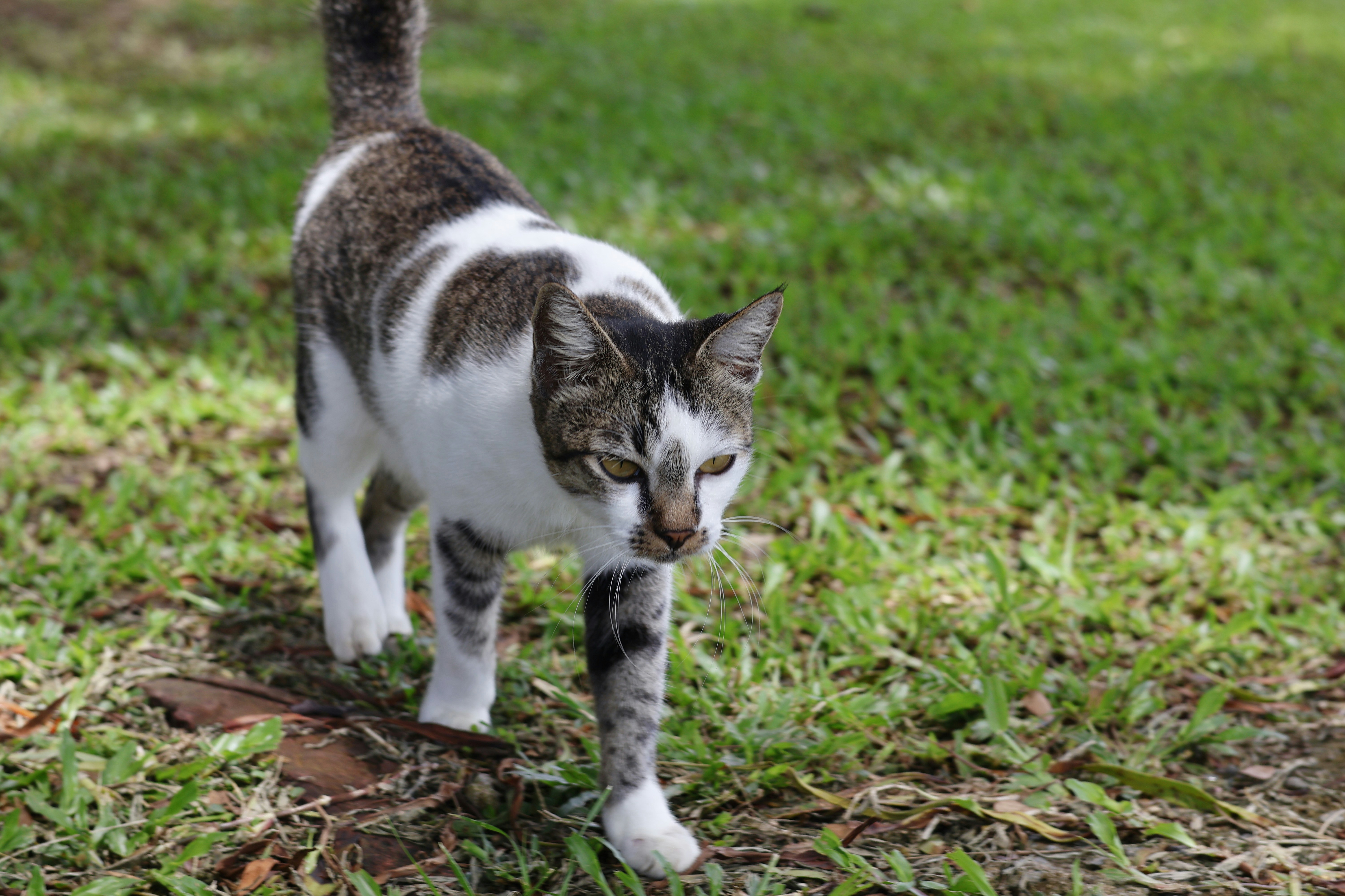 a cat walking on grass