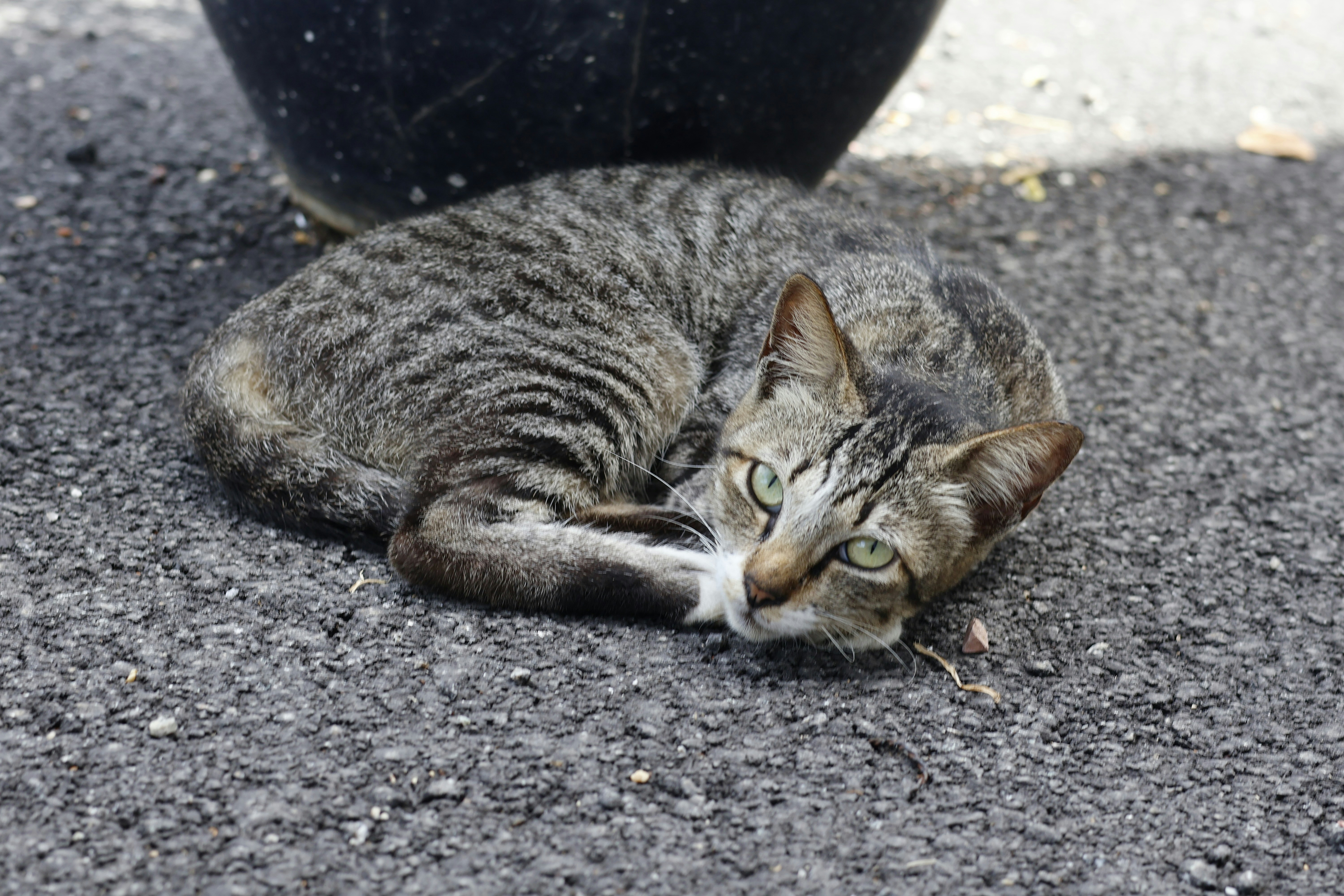 A cat lying on the ground photo – Free Cat Image on Unsplash