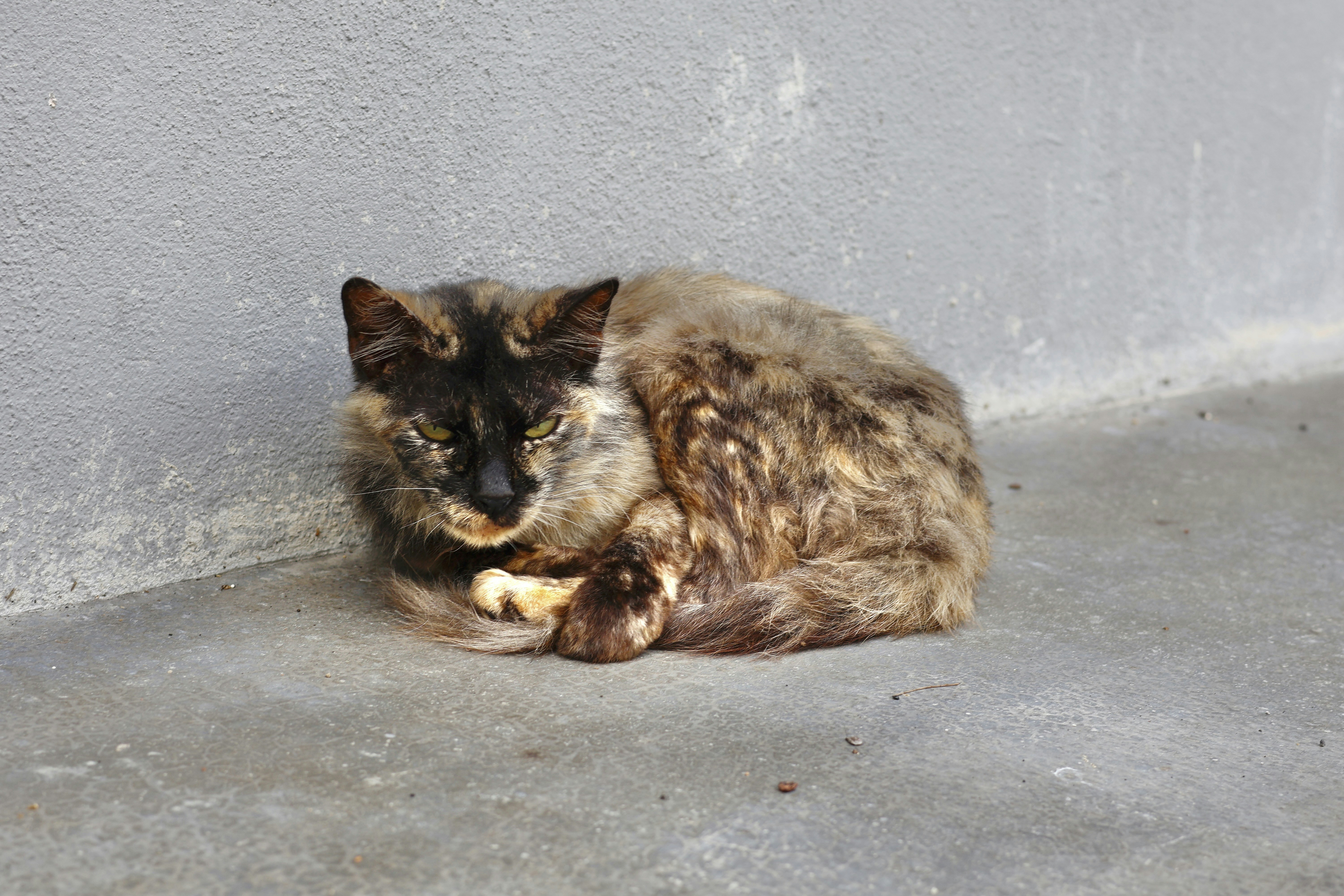a cat lying on the ground