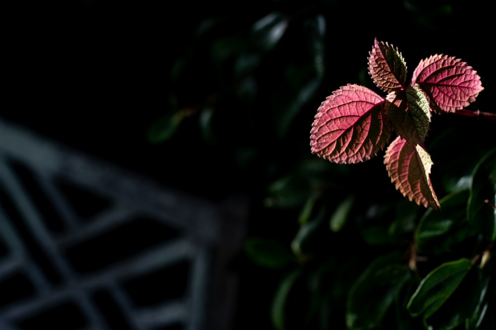 a close up of a flower