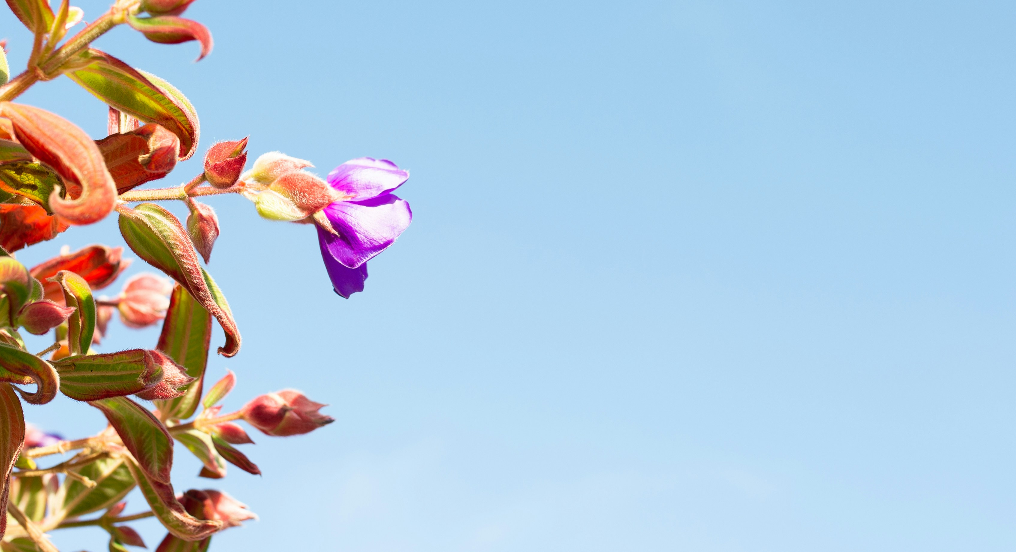 Nahaufnahme einer Blume