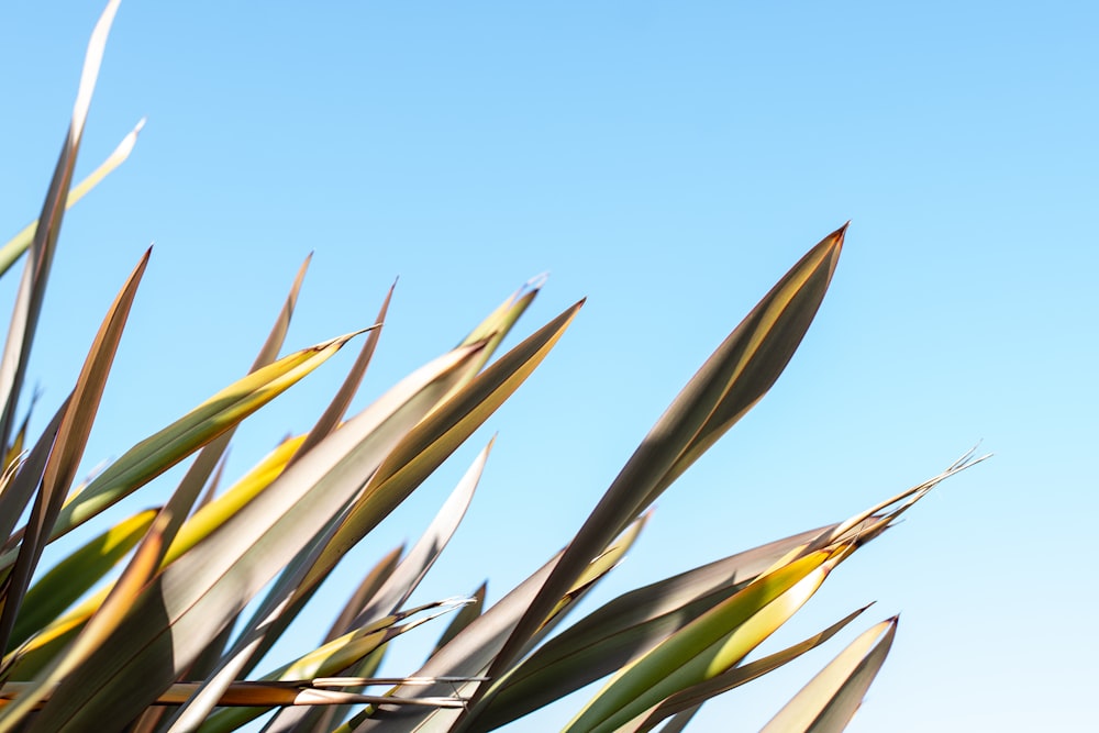 a close-up of some plants