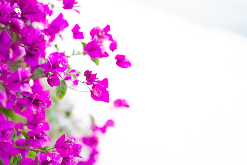 a close up of flowers