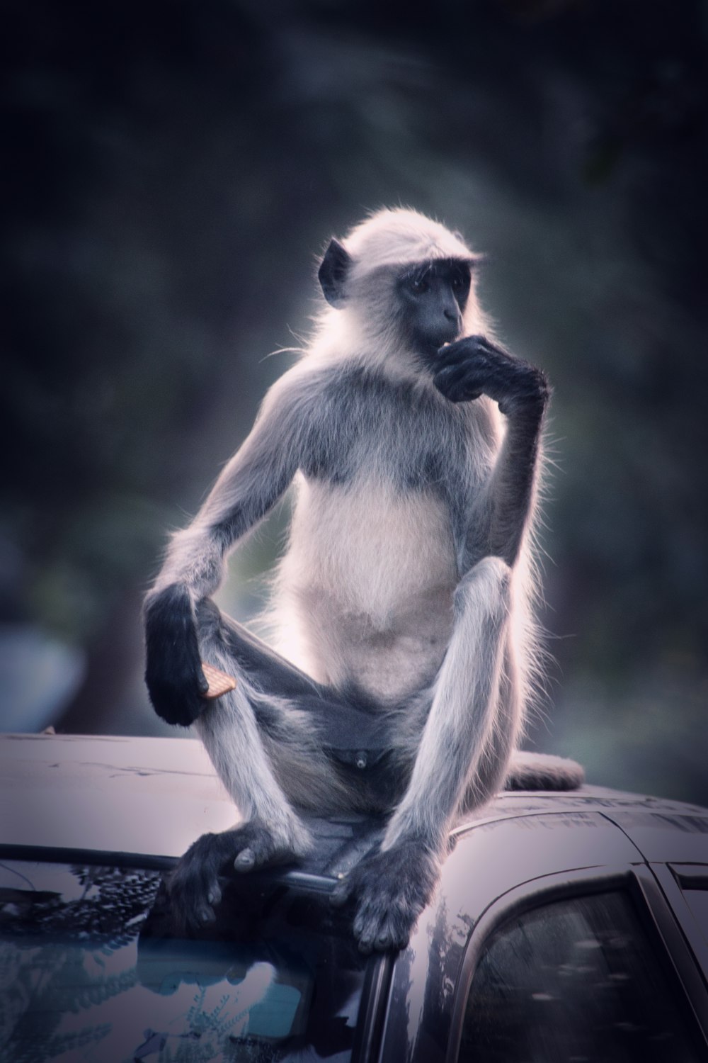 a monkey sitting on a car