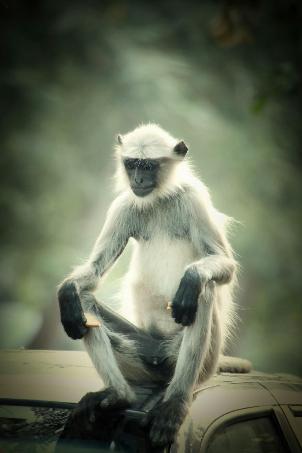 a monkey sitting on a car