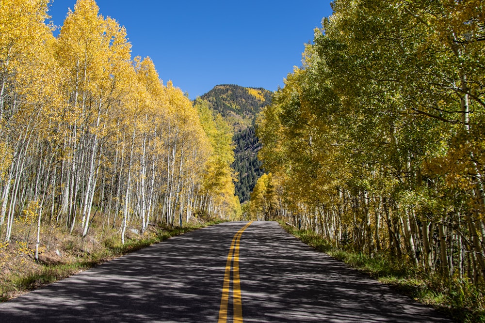 a road with trees on the side