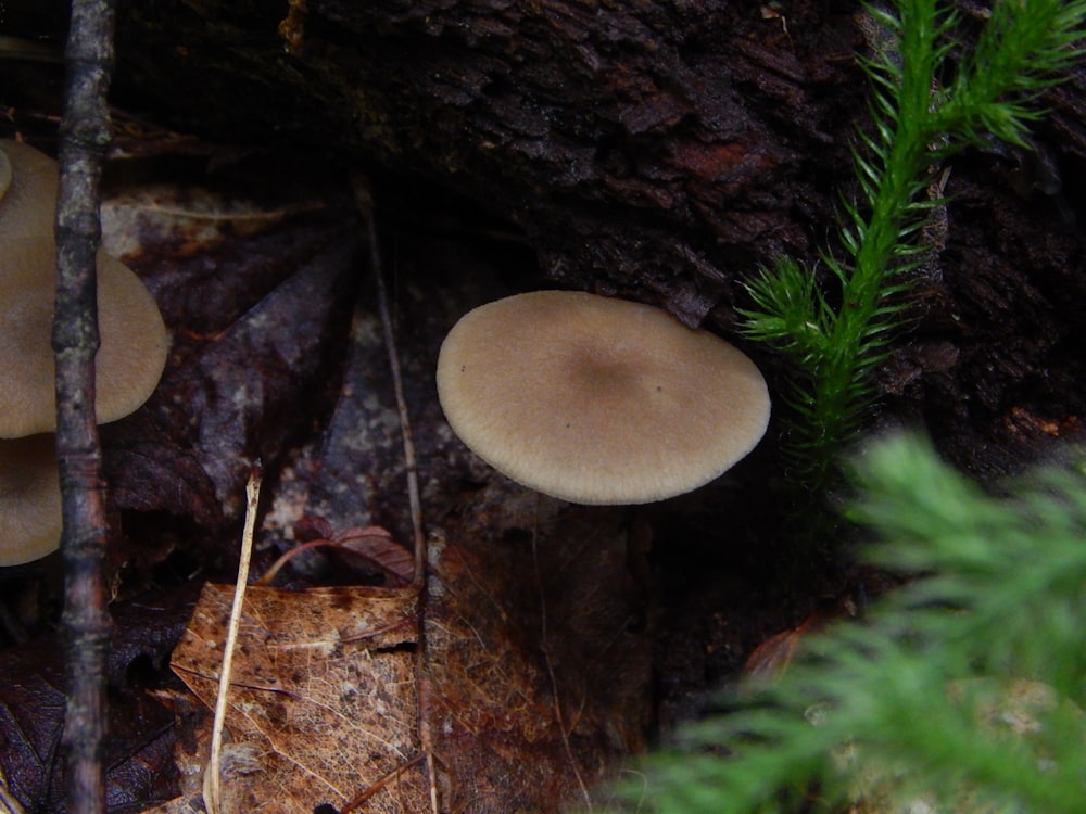 a mushroom growing in the ground