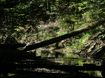 Placeholder photo of a forest river