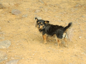 A small, shaggy dog with black and tan fur stands on a rocky and sandy terrain. The dog appears to have perked ears and is looking towards the camera. The ground is uneven, with several small stones scattered around.