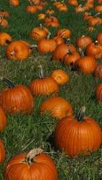 Rows of golden pumpkins glowing under sunlight in a lush field