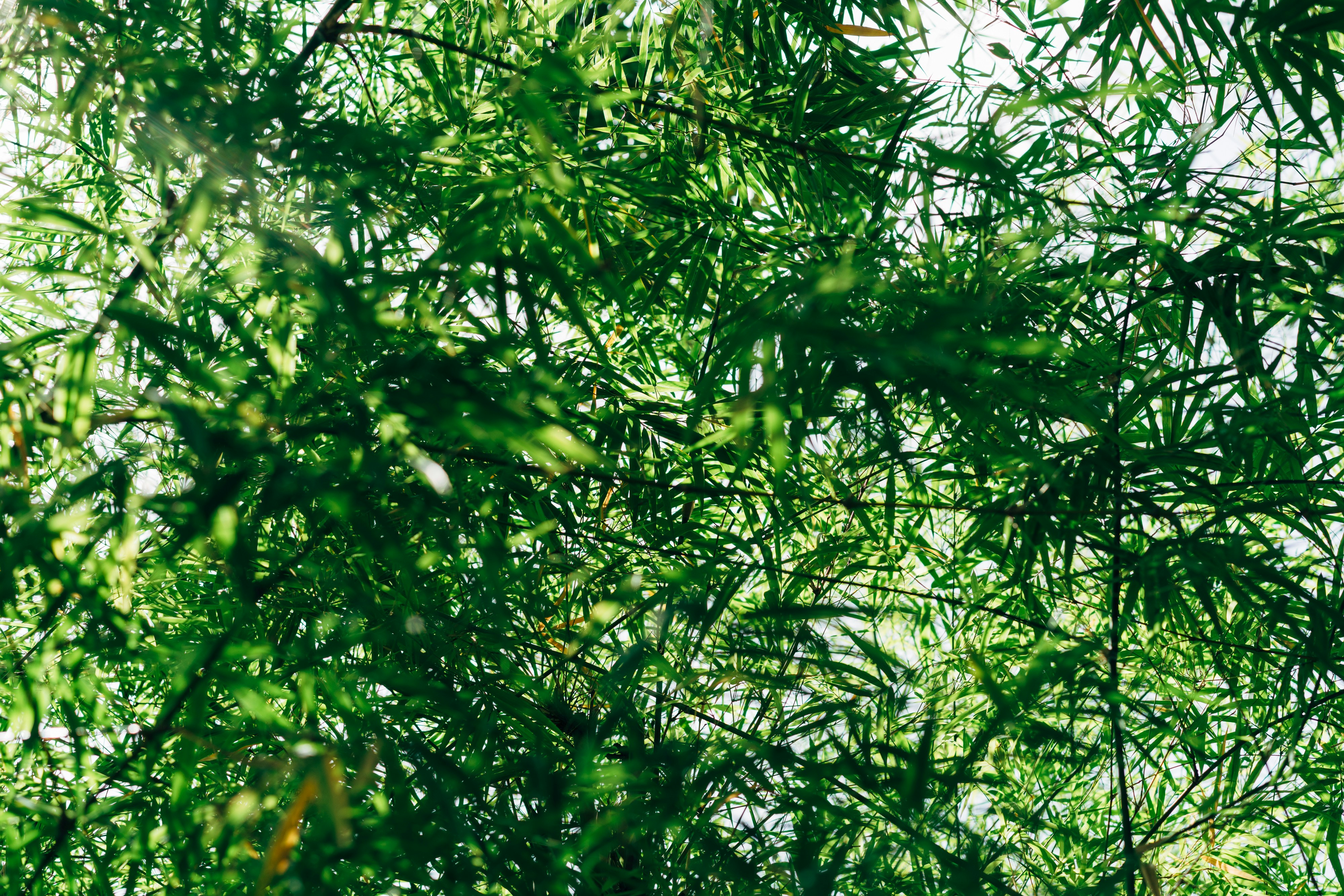 Photo by markuswinkler