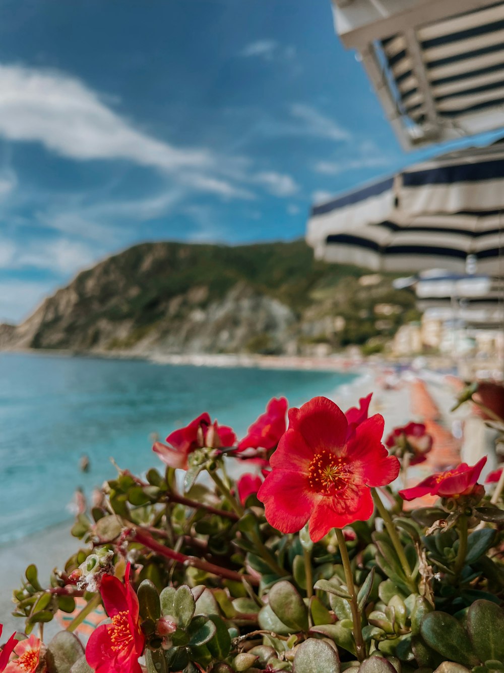 a group of flowers next to a body of water