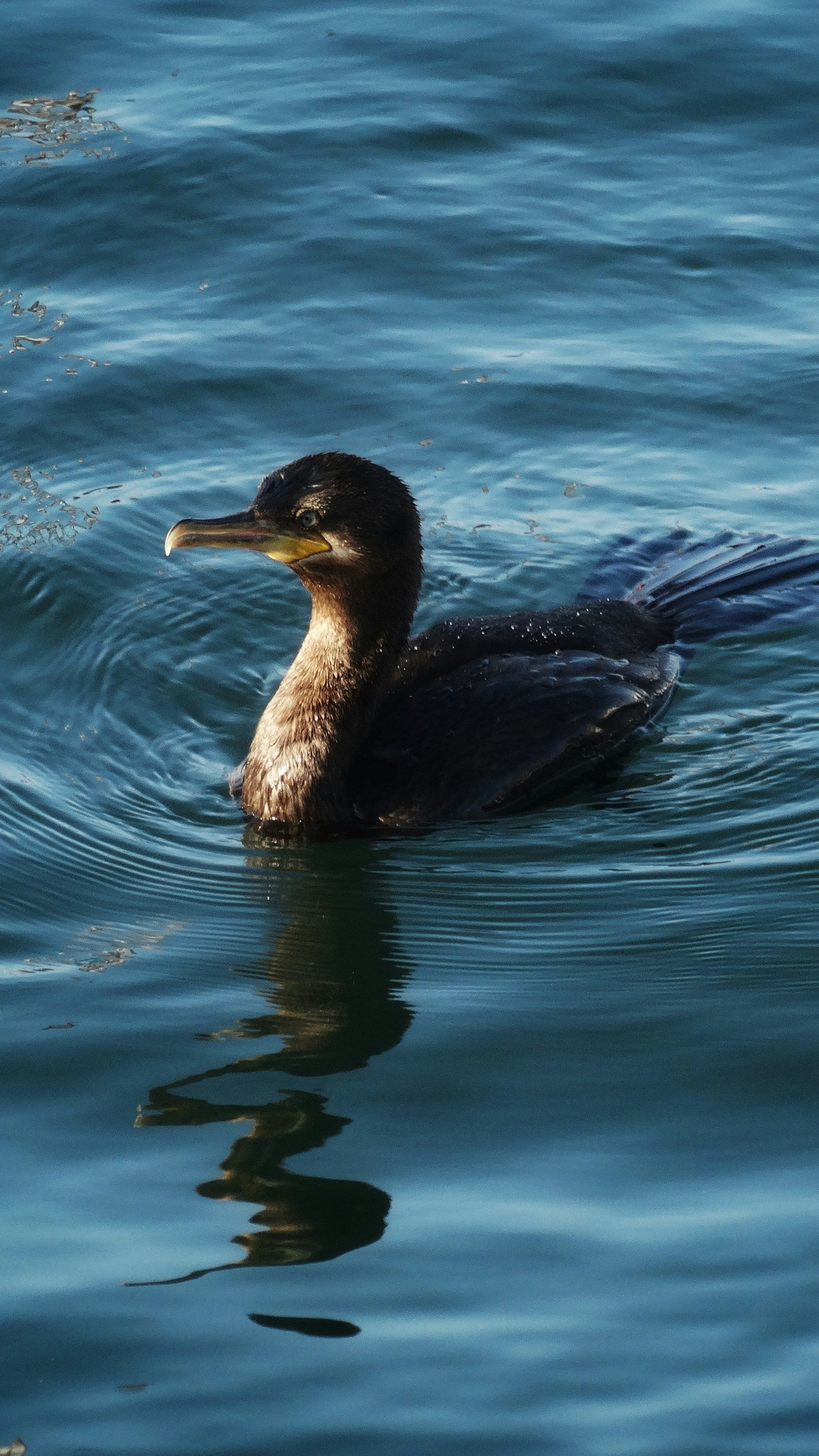 Blackduck, Minnesota