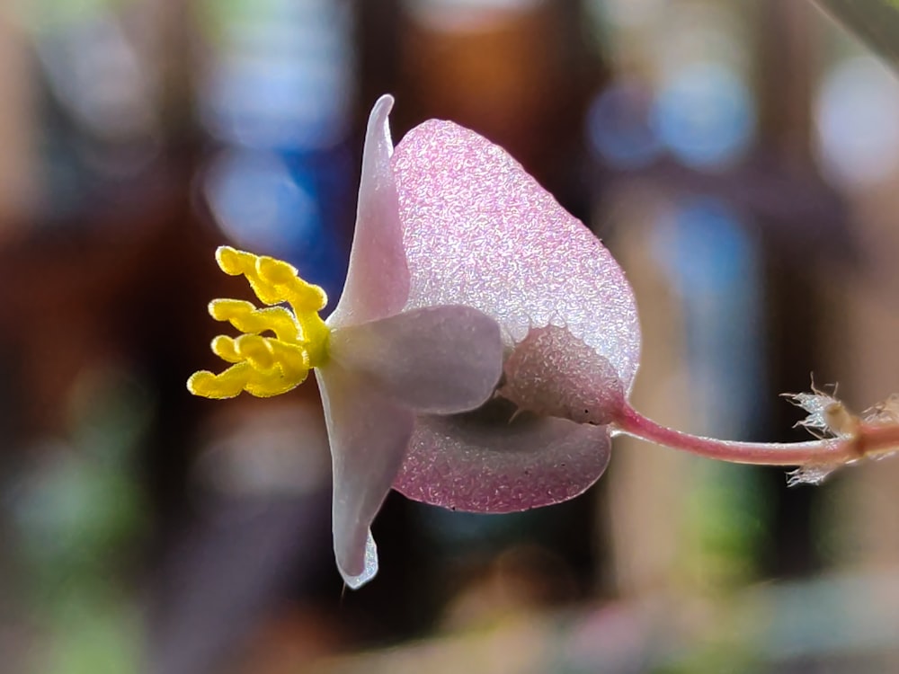 a close up of a flower