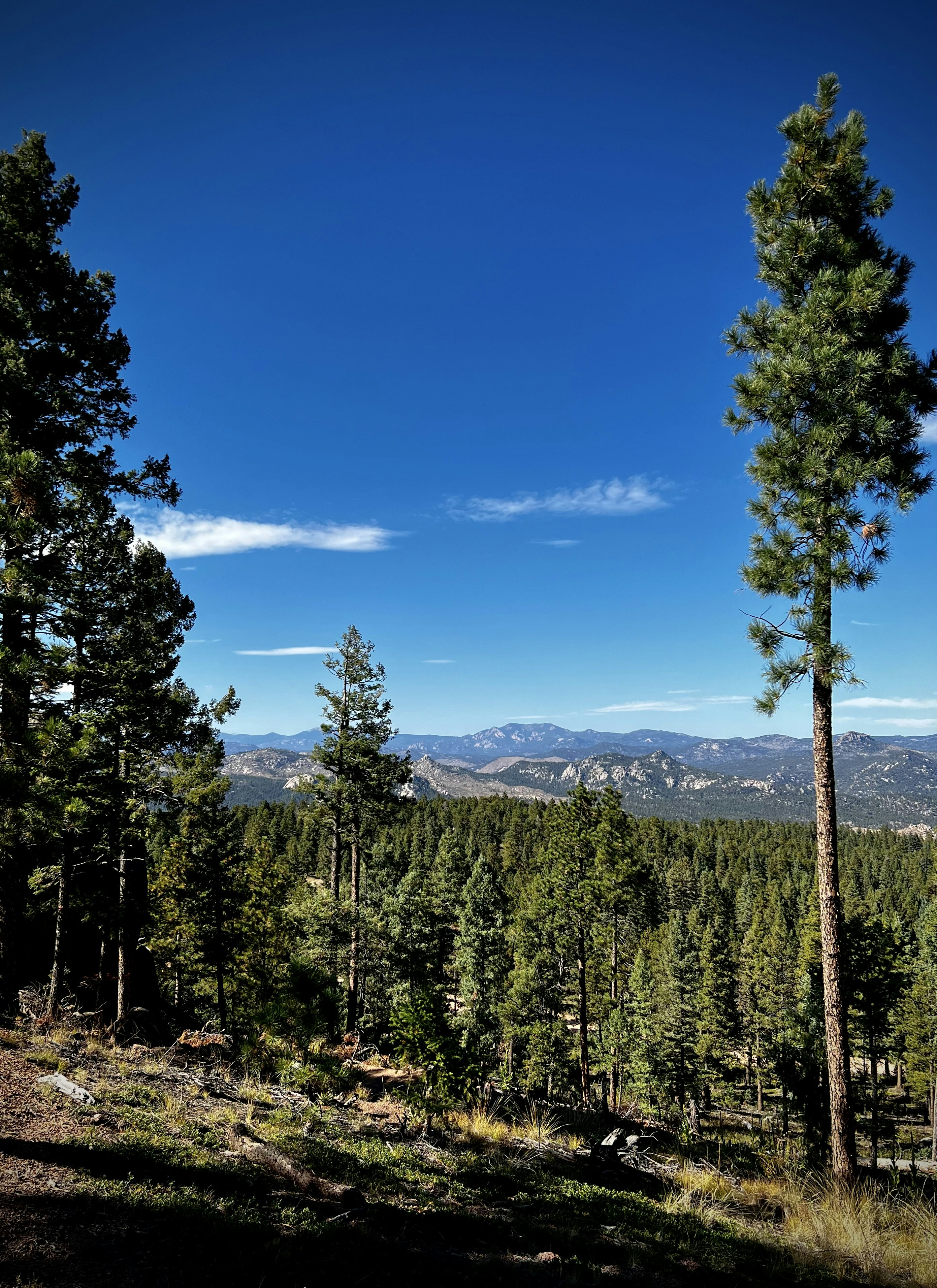 Photo by laitonbarbo