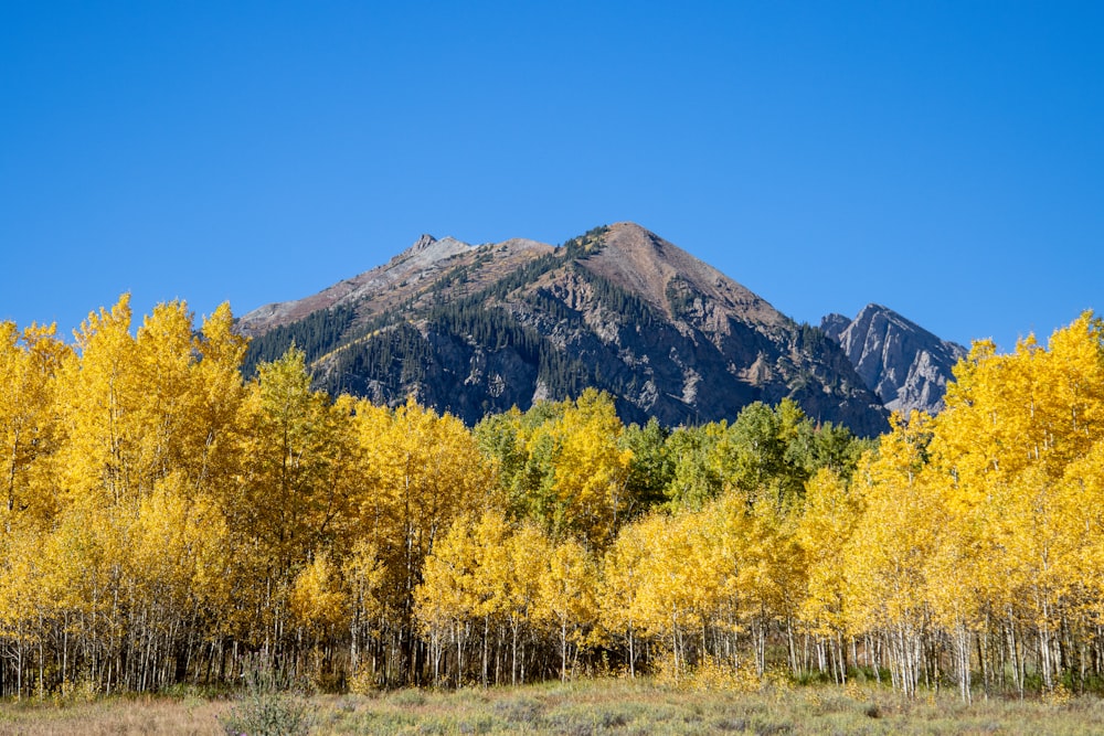 a mountain with yellow trees