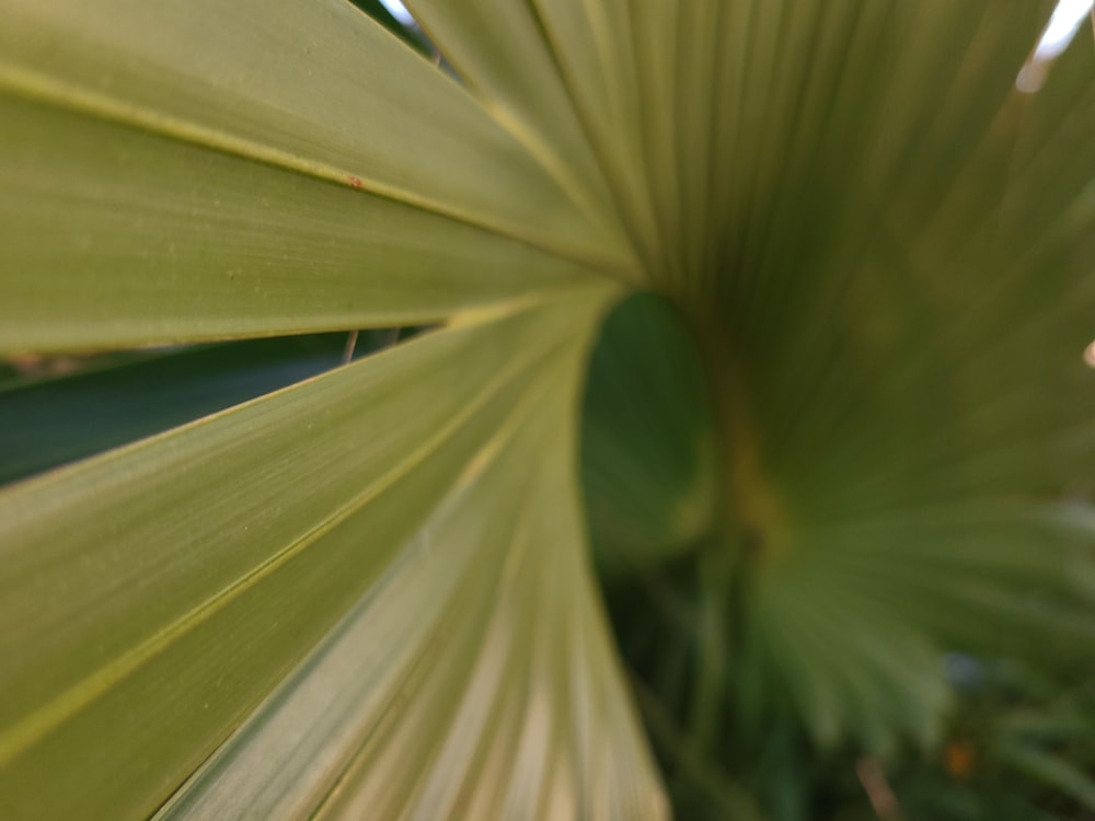 a close up of a plant