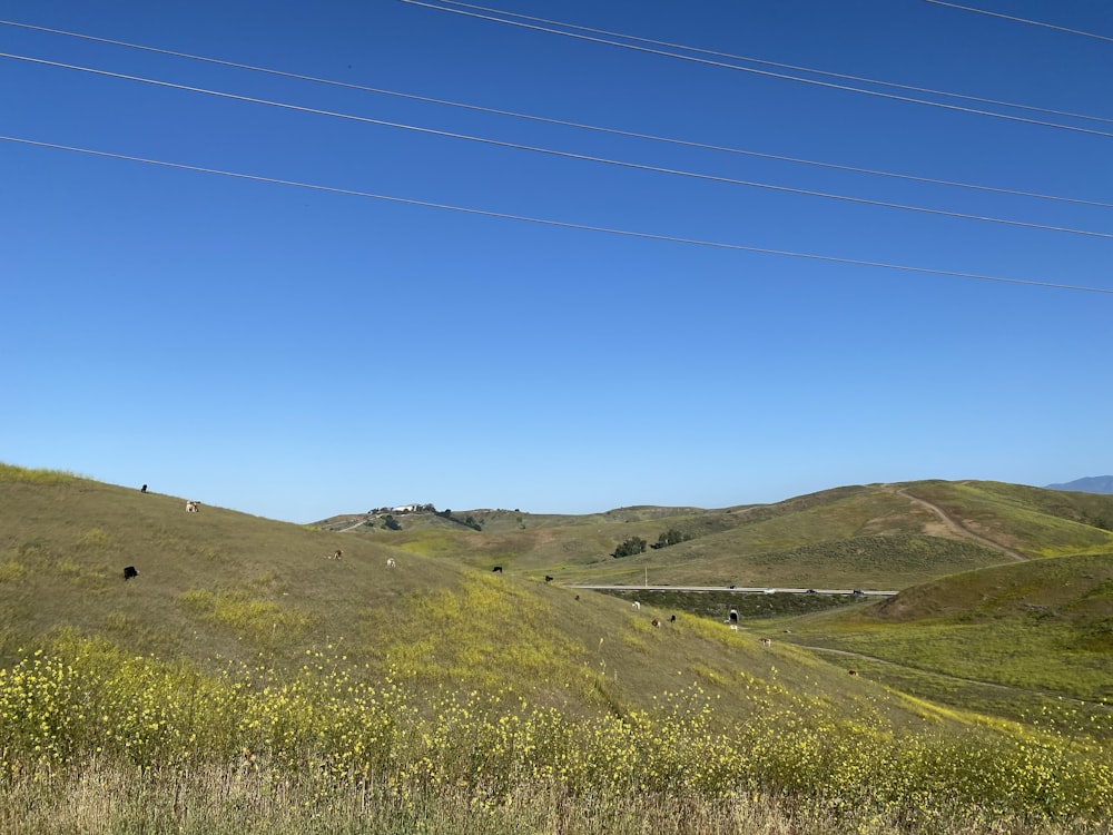 a grassy hill with power lines